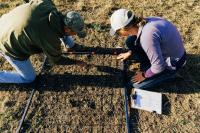 K-State graduate student explores cattle grazing as invasive grass management tool