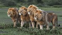 World Lion Day 2026: Fascinating history of Asiatic lions and 5 best safaris in India