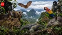 In 1998, Honduras last counted its mammals. Nearly 30 years later, 8 years of digging through 300,000 records reveal 227 native species