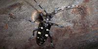 Michigan urges residents to watch for invasive Asian longhorned beetle