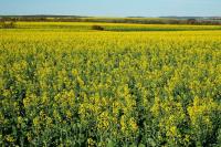 Australia seeks higher frost tolerance for canola