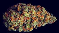 Cannabis ‘Scromiting’ Finally Has Its Own ER Code—and the Numbers Are Higher Than Anyone Realized