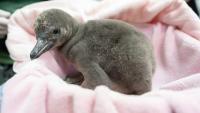New ‘desert’ penguin chick arrives in Seattle