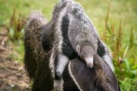 Edinburgh Zoo gender reveal as giant anteater Snoot announced to be a boy after first health check
