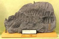 Fossils and Other Exhibits Stolen From German University in Latest Museum Robbery