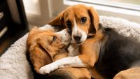 Scientists may have found a cure for allergies: gene-edited dogs