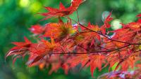 Japanese maples won't 'dieback' if you add one simple item to the soil