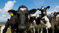 Irish-led project aims to transform dairy-beef farming
