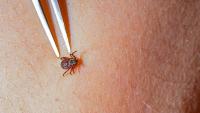Czechia Sees Lyme Disease Surge With 90 New Cases a Day