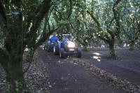 Oregon hazelnut growers consider crop insurance to manage risk