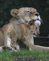Pittsburgh Zoo reveals name of new African lion cub