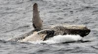 Humpback whales return to Ecuador’s coast as tourism season gathers pace