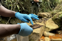 Latin America Battles Illegal Gold as Rivers Become Crime Scenes