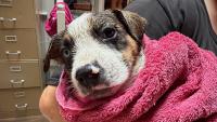 Victoria Humane Society takes in 34 animals rescued from B.C. wildfire zones