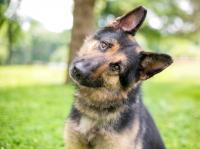 3 Huge German Shepherds Bring Home a Stray Cat and Immediately Say, 'Dad, Can We Keep Him?'