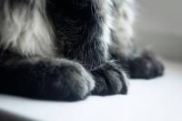 Maine Coon Kitten's Rare Two-Toned Face Makes Him Look Like the Phantom of the Opera