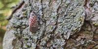 Blumenthal proposes bill to stop spread of spotted lanternfly in Connecticut
