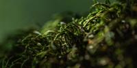 Scientists Think One of Earth’s Simplest Organisms May Work like a Giant Brain