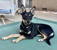 Adoptable Pet of the Week: Miles