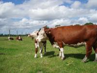 Research: Traditional Cattle Herds' Diversity Hit by Selective Breeding