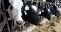 Page County dairy loses half its employees in immigration sweep