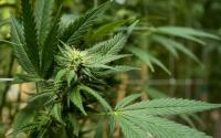 THC drug eliminated nightmares for over a third of PTSD patients in German trial