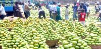 Nigeria Produces 1m Tons Of Mangoes Annually, Ranks 11th Globally – NAMPPMAN