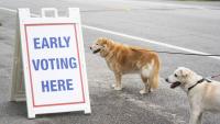 Florida's Early Voting Numbers Show 'Surge'