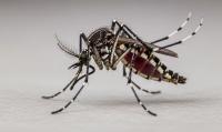 Chikungunya is circulating again in Costa Rica