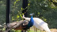 India donates five peacocks to UN office in Geneva