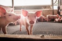 Farmers struggle to recover from ASF