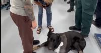 VIDEO: Sheriff K9 Leaves Veterinary Hospital on 3 Legs After Being Shot