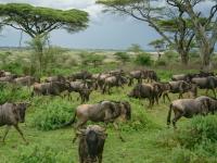 Scientists Unite on Wildlife’s Role in Climate Mitigation