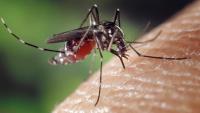 30 Suspected Dengue Cases Reported In Ulhasnagar, Civic Body Intensifies Monsoon Health Measures
