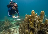 Pristine Seas lands in Samoa for MPA network survey
