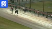 Dog hurt in race marketed as opposing Tasmania's racing ban
