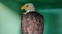 'Soar free Jackie': Beloved bald eagle dies after health…