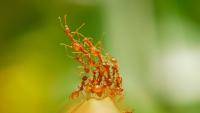 Ant Colonies Pulse Like a Physical System, And Scientists Are Beginning to Understand What Triggers Them