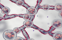 Candida auris Hides in Hair Follicles by Rewiring Skin Immunity, Science Study Finds