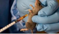 Nigeria records 237 Lassa fever deaths from 1,000 confirmed cases in 2026 — NCDC