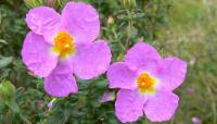 How Spain brought one of its rarest plants back from the brink of extinction