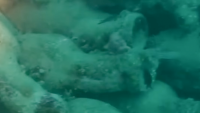 Italian diver thought it was a rock, then saw hundreds of Roman jars from 2,000 years ago