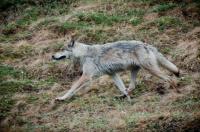 Wildlife conflict bill would fund non-lethal tactics to protect livestock