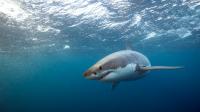 White shark drags Maine lifeguard underwater as sightings mount near beaches