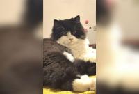 Family seeks help to find ‘Hobbes’