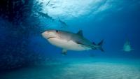 New Jersey mayor warns of 'Jaws'-like shark risks created by fishermen chumming coastal waters