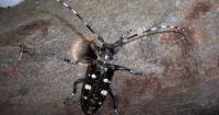 Michigan DNR encouraging residents to keep an eye out for invasive beetle