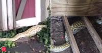 8-foot Burmese python found hiding under New Jersey family’s shed after swallowing a large opossum: Snake’s swollen belly revealed shocking backyard discovery