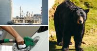 AROUND WYOMING: Gas Prices, Energy Company and Black Bear!