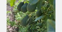 Moroccan avocado growers brace for risky end of August